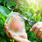 🎁2026 NIEUWE AANWINSTEN 50% KORTING🔥Fruitbeschermingszakken
