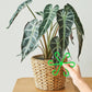 🔥Laatste dag 49% KORTING -🌿Plantenstengelondersteuningsset