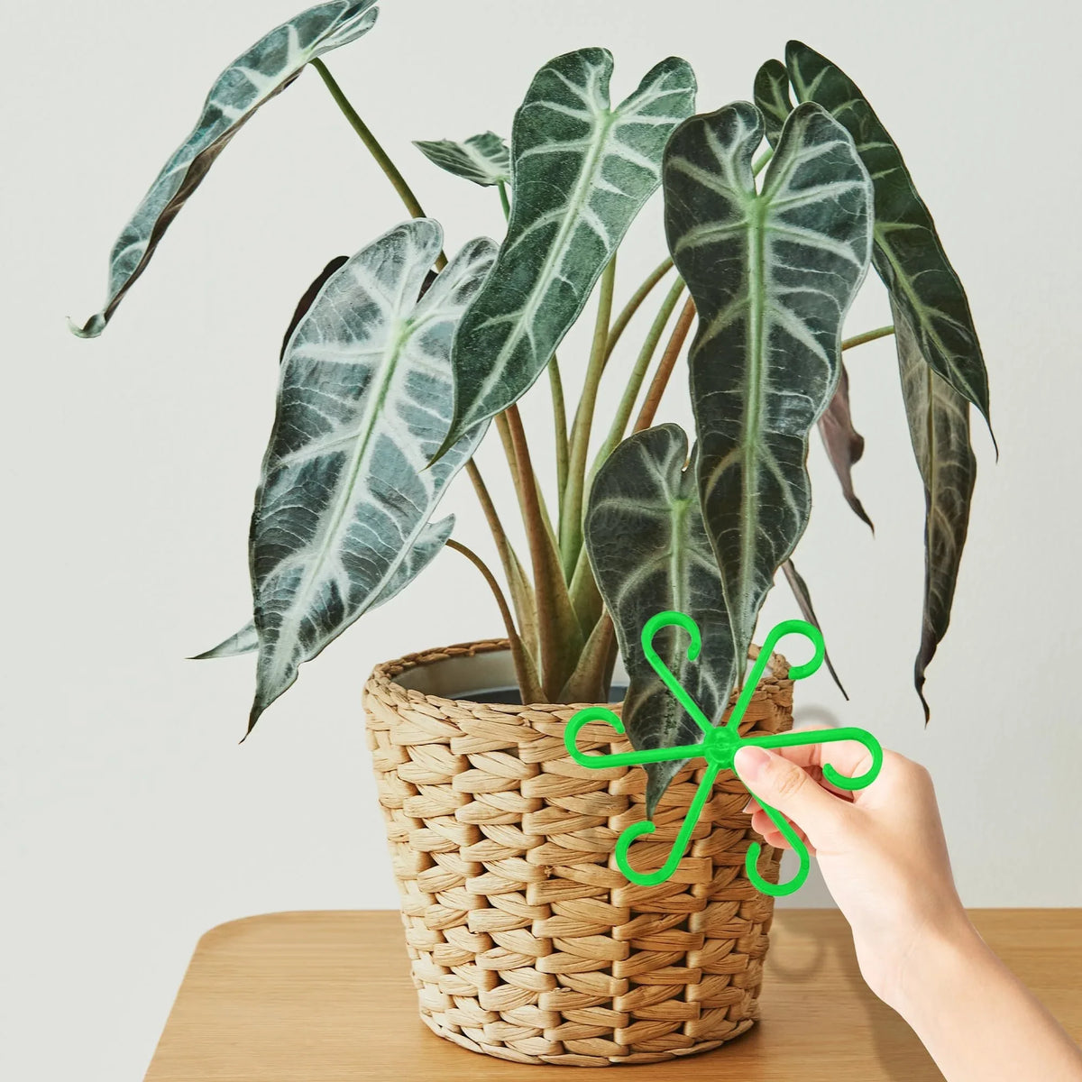 🔥Laatste dag 49% KORTING -🌿Plantenstengelondersteuningsset