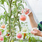 🎁2026 NIEUWE AANWINSTEN 50% KORTING🔥Fruitbeschermingszakken