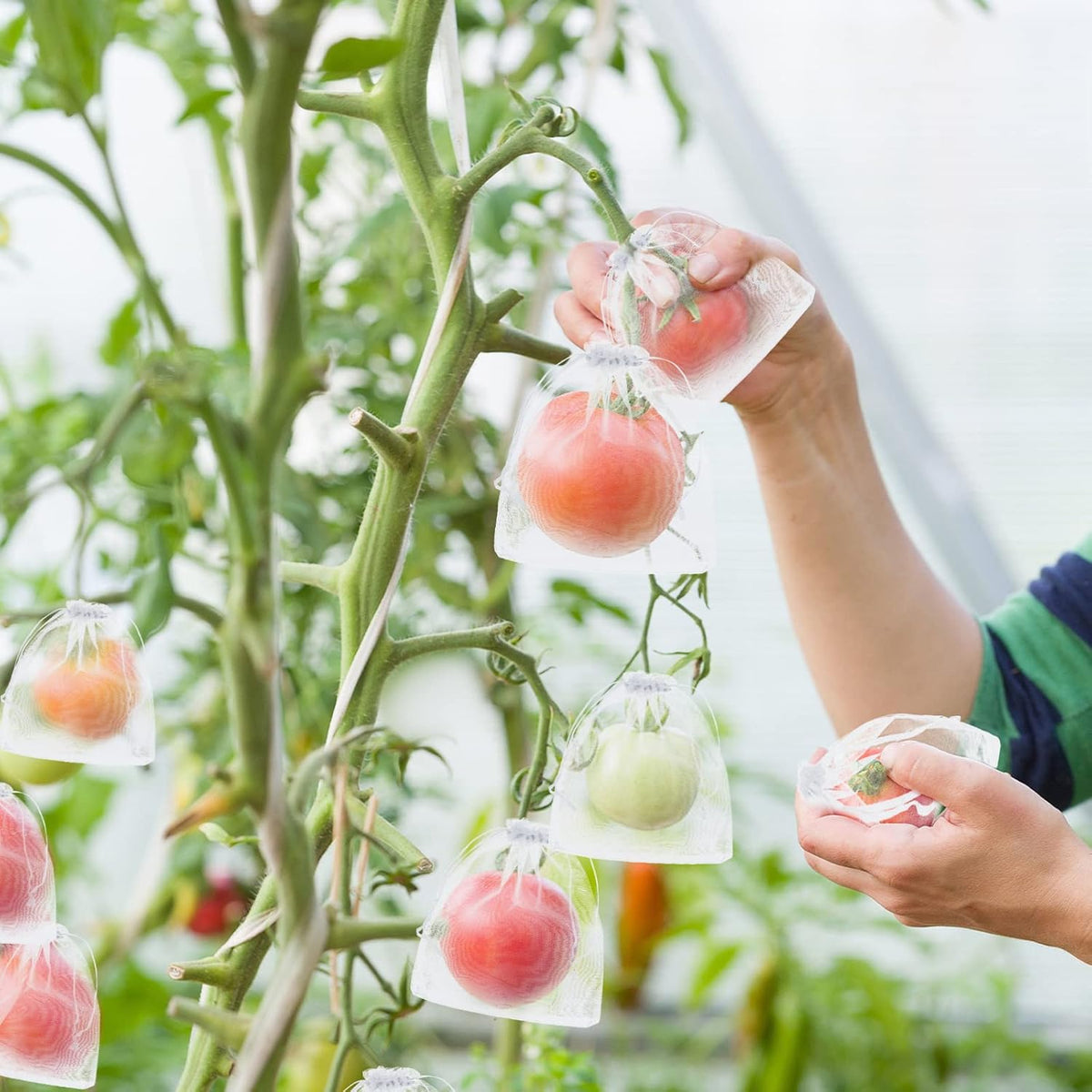 🎁2026 NIEUWE AANWINSTEN 50% KORTING🔥Fruitbeschermingszakken