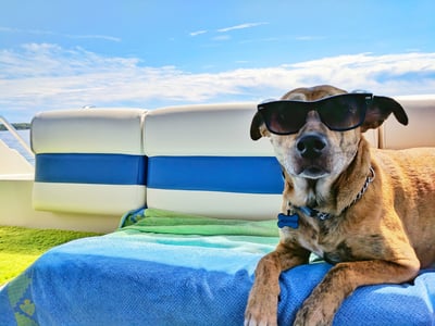 🐶🧊 50% KORTING! Stop met je hijgende huisdier op de hete vloer! ❄️ Zelfkoelende Huisdiermat – Altijd Koel & Comfortabel 💙