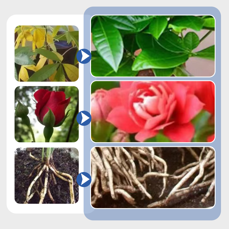 Multi-Plant Vloeibare Reviver