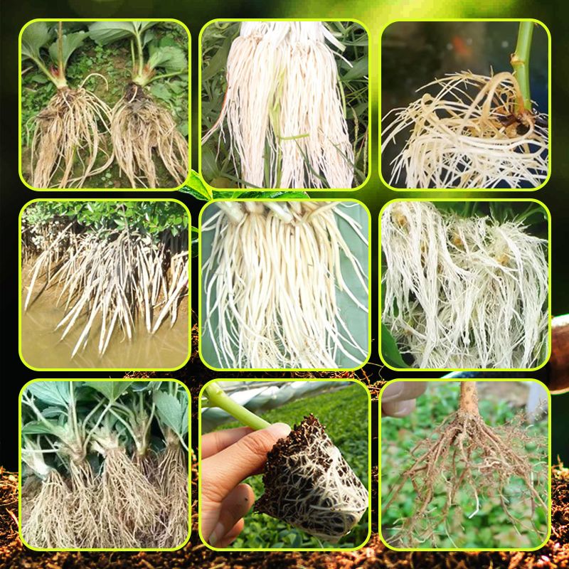 ✨ Snelle Sterke Wortelgroei Meststof – Laat Je Planten Sterker & Gezonder Groeien, In Korte Tijd!