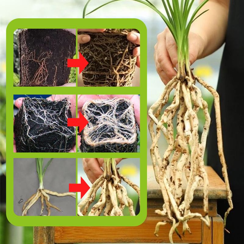 ✨ Snelle Sterke Wortelgroei Meststof – Laat Je Planten Sterker & Gezonder Groeien, In Korte Tijd!