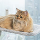 🐱Lente Deal 68% Korting – Opvouwbare Raamhangmat voor Katten met Sterke Zuignappen | Dé Favoriete Zonneplek voor Elke Kat
